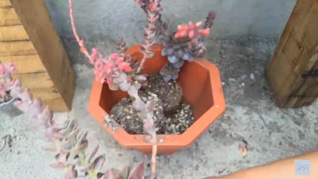 EL SECRETO DE LAS ECHEVERIA MELACO / TRASPLANTE Y MUCHO MÁS ? смотреть онлайн