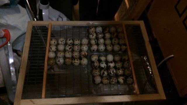 Закладка перепелиных яиц в самодельный инкубатор. смотреть онлайн