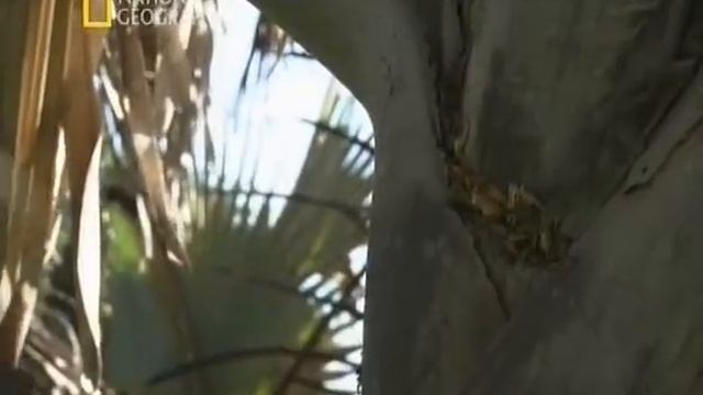 Жизнь без цивилизации. Племена Африки - Динка смотреть онлайн