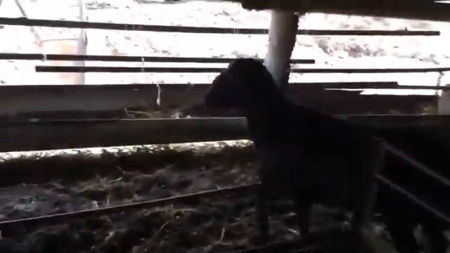 (75)Гиссар один год. смотреть онлайн
