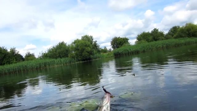 Окунь, судак на джиг mp4 смотреть онлайн