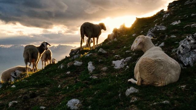 $uicideboy$ - Oracle | SLOWED TO PERFECTION смотреть онлайн