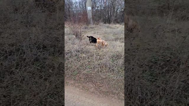 27.01.23 Английский кокер спаниель, продажа.С документами.Крым, доставка по России+79787402855 смотреть онлайн