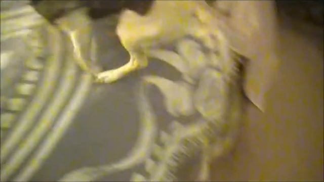 Dancing Dog (танцующая собака) смотреть онлайн