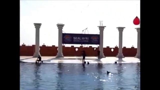 ДЕЛЬФИНАРИЙ В АЛАНЬИ В 2012 ГОДУ смотреть онлайн