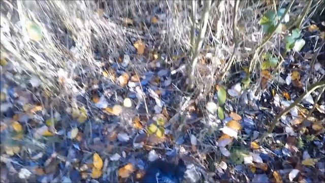 chasse bécasse setter Mes bécasses de Novembre смотреть онлайн