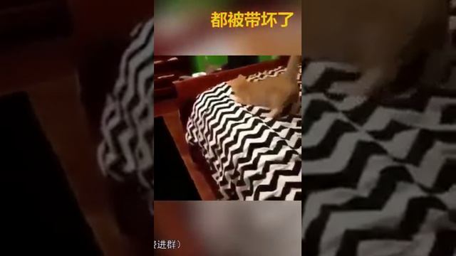 Животные и люди смотреть онлайн