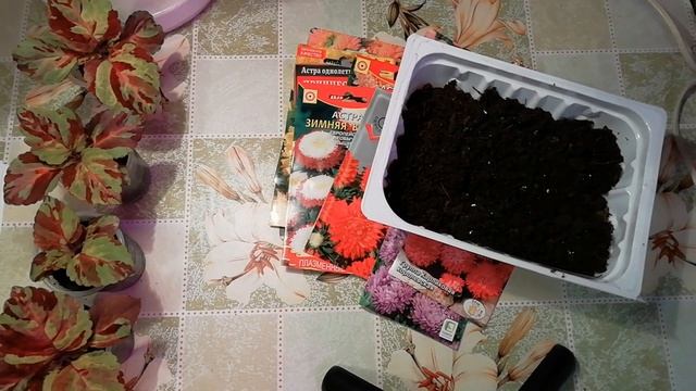 АСТРА 2022. ПОСЕВ СЕМЯН на рассаду. ВСХОДЫ АСТРЫ ЩЕТКОЙ с этим СПОСОБОМ ПОСЕВА. ASTRA. смотреть онлайн