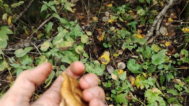 Сезон опят. Как выглядят опята смотреть онлайн