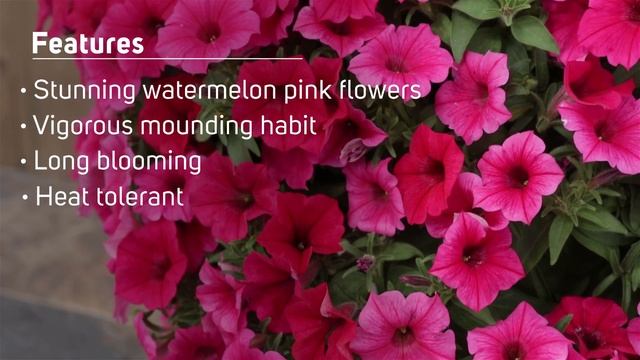 Supertunia Vista Paradise Petunia from Proven Winners смотреть онлайн