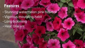 Supertunia Vista Paradise Petunia from Proven Winners