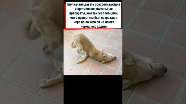 История до слёз... Спасение бездомных животных смотреть онлайн