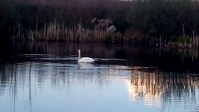 Двое лебедей в пруду ныряют и едят водоросли смотреть онлайн