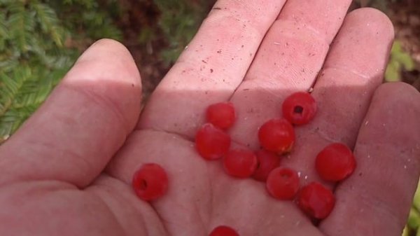 Осень, время лимонника китайского (Schisándra chinénsis)