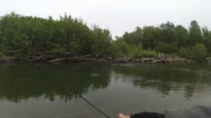Рыбалка с одной ямы. Ловля симы. Сахалинская рыбалка & Sakhalin fishing