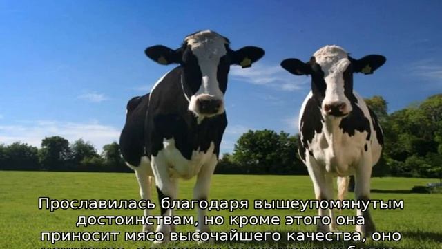 Породы коров смотреть онлайн