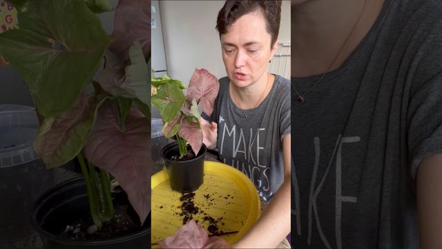 Сингониум Пинк Неон и ответы на вопросы. смотреть онлайн