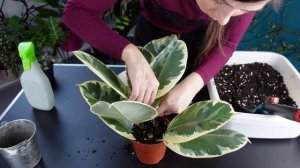 Фикус каучуконосный размножение с результатом!? Сорта: Тинеке, Абиджан, Белиз