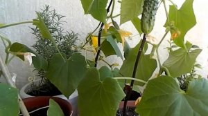 Как вырастить огурцы на балконе