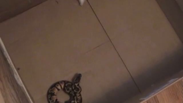 Male pastel ball python striking a small mouse(1) смотреть онлайн