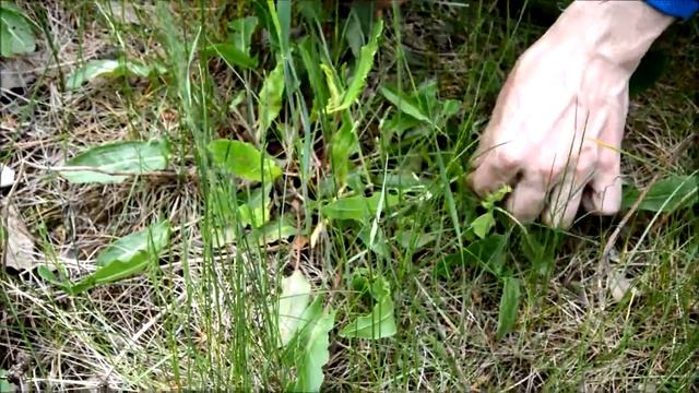 Щавель и крапива, интересные факты #леснойпенек смотреть онлайн