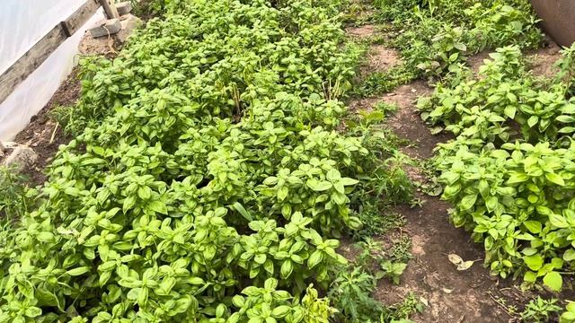 Душица/ Базилик/ Руккола/ Салат/ Шпинат/ Охотница. смотреть онлайн