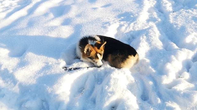 Как правильно пудрить носик :) Рецепт от корги :) смотреть онлайн