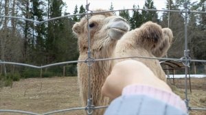 Лама плюется. Пришли покормить