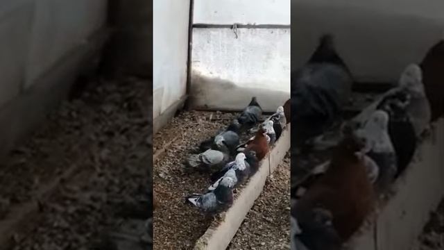 Свердловские высоколетные голуби ! 2022г Екатеринбург. смотреть онлайн