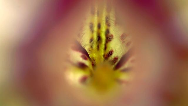 Зеленые животные - Фильм 3. Опыление и размножение - Документальный фильм смотреть онлайн