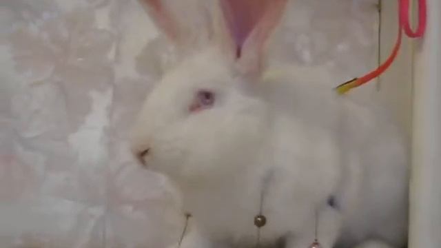 Кролик породы фландр белого окраса смотреть онлайн