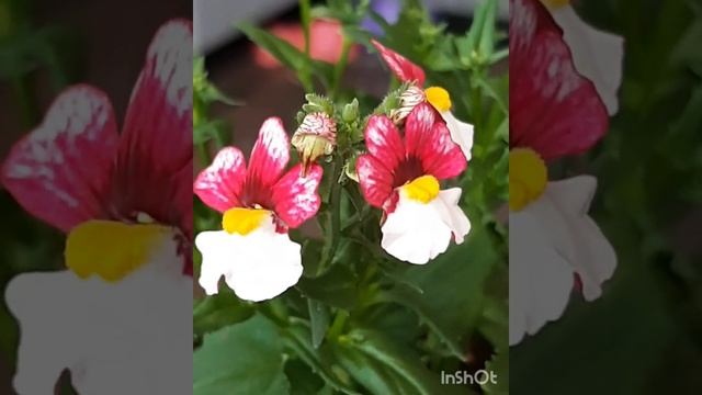 Немезия Черри он Айс (Nemesia Cherry on Ice). Первое цветение. смотреть онлайн