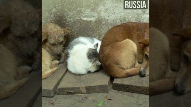 International Homeless Animals’ Day 2017 смотреть онлайн