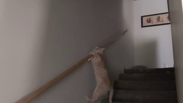 забавные котики - канатоходец смотреть онлайн