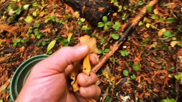 5 Minute Mushroom Hunt: Matsutake, hedgehogs, chanterelles, and dermocybe! смотреть онлайн