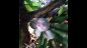 Чебаркульская слива