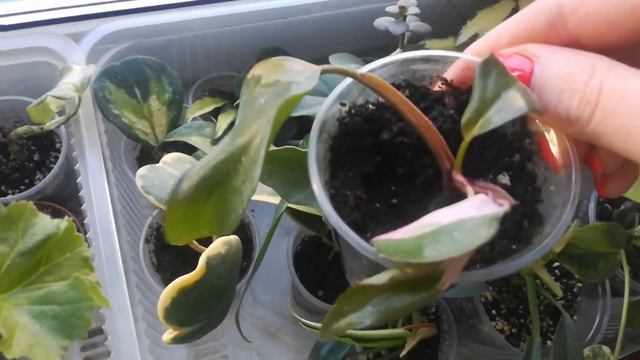 Моя малышня🌱🌵🌱🌵🌱 смотреть онлайн