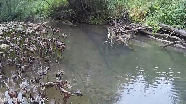 Берегите редкие виды! смотреть онлайн