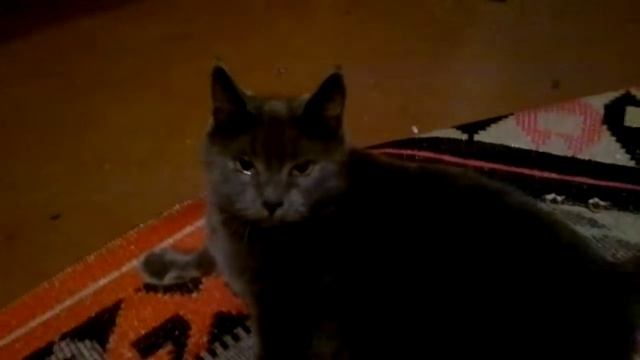 Кошка Морковка смотреть онлайн