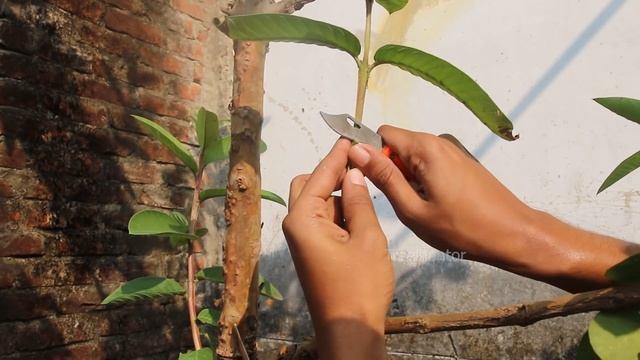 Best Way to Grafting Guava Tree смотреть онлайн