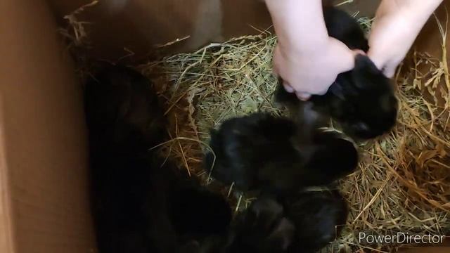 голодные крольчата/что делать? смотреть онлайн