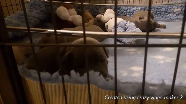 Blauwe pups Stafford. Голубой щенок - счастье в доме :) смотреть онлайн