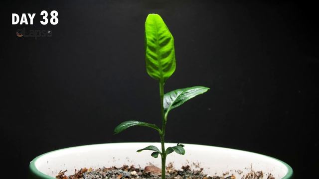Growing Lemon Tree from Seed (60-day Time Lapse) смотреть онлайн