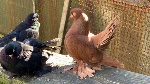 статные голуби смотреть онлайн