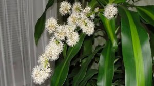 Как цветет драцена — какие виды, правильный уход