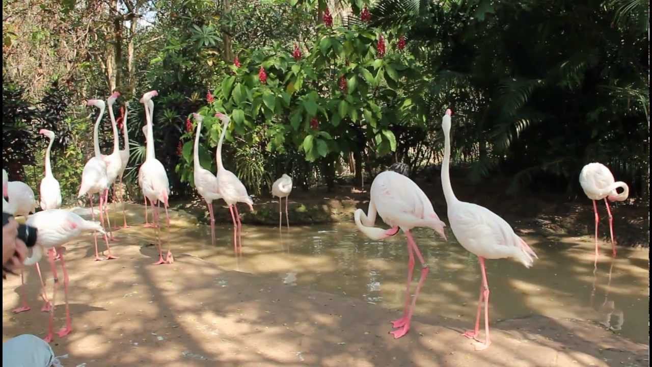 Flamingo смотреть онлайн