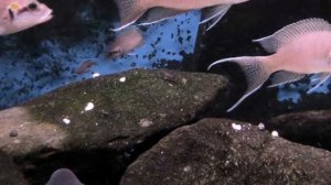 ПРИНЦЕССА БУРУНДИ. СОДЕРЖАНИЕ В АКВАРИУМЕ