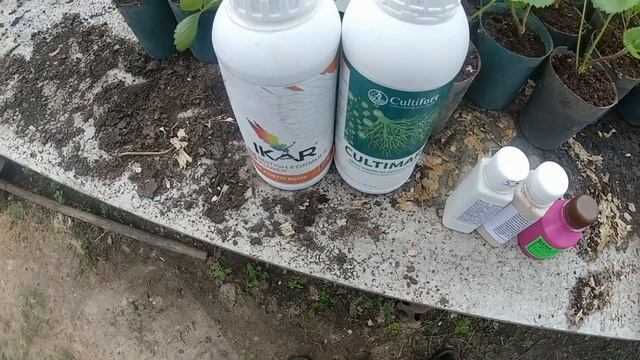 посадка рассады клубники.