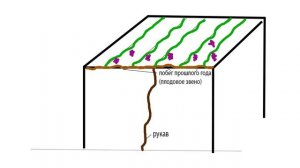 Виноград на беседке. Что нужно знать при выращивании