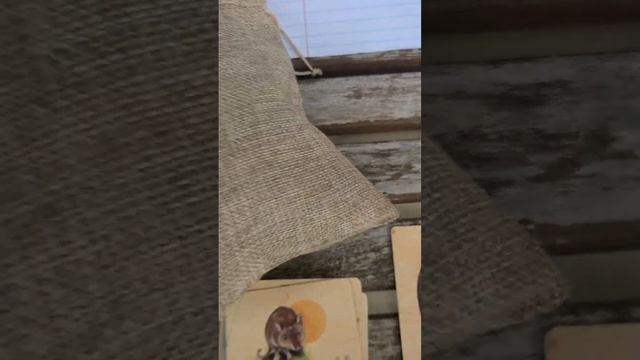 Lenormand Weekly Reading смотреть онлайн